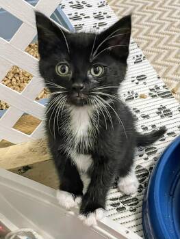 Joker -  Domestic Short Hair Cat for Adoption in Winnipeg, Manitoba - Joker | PetCurious