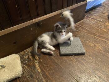 Collette -  Domestic Short Hair Cat Available for Adoption in Dawson, Georgia - Collette | PetCurious
