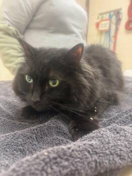 Domestic Long Hair and Domestic Short Hair Cats Available for Adoption in Westland, Michigan - Spirit | PetCurious