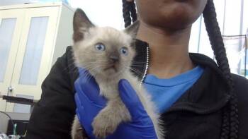 Rescue Siamese Cats for Adoption in Dallas, Texas - FIGARO | PetCurious