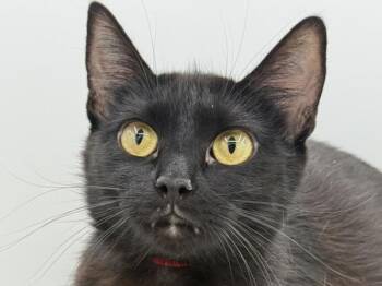 Aqua -  Domestic Short Hair Cat for Adoption in Portland, Oregon - Aqua | PetCurious