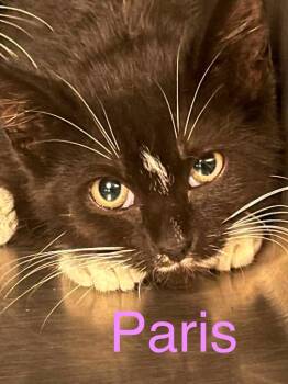 Paris -  Domestic Short Hair Cat for Adoption in Princeton, Indiana - Paris | PetCurious
