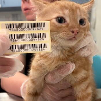 Aelius -  Domestic Medium Hair Cat for Adoption in Charleston, West Virginia - Aelius | PetCurious