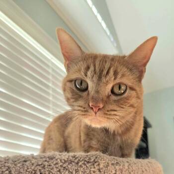 Tigerlilly -  Domestic Short Hair Cat for Adoption in Rossville, Georgia - Tigerlilly | PetCurious