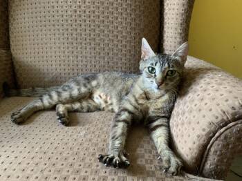 Momma Wolf Paws -  Domestic Short Hair Cat for Adoption in Zephyr, Ontario - Momma Wolf Paws | PetCurious