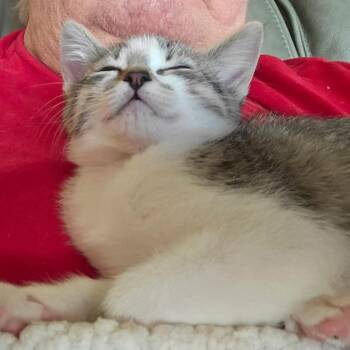 Faith Storesund -  Domestic Short Hair Cat for Adoption in Eagle Mountain, Utah - Faith Storesund | PetCurious