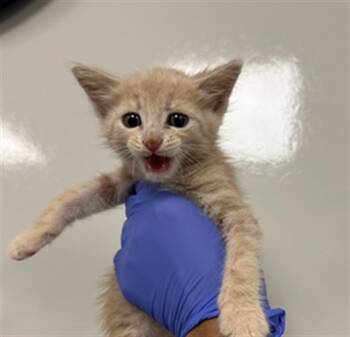 Rescue Domestic Short Hair Cats for Adoption in Ontario, California - SHANIA- IN FOSTER | PetCurious