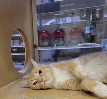 American Shorthair Cats Available for Adoption - MJ | PetCurious