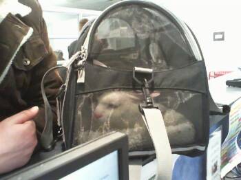 Domestic Short Hair Cats Available for Adoption - LUNA | PetCurious