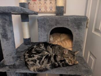 Domestic Short Hair and Tabby Cats Available for Adoption in Milton, Georgia - Evren | PetCurious