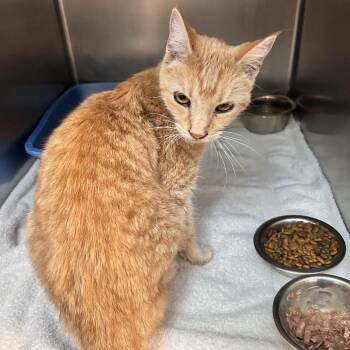 Primrose -  Domestic Short Hair Cat for Adoption in Bristol, Indiana - Primrose | PetCurious