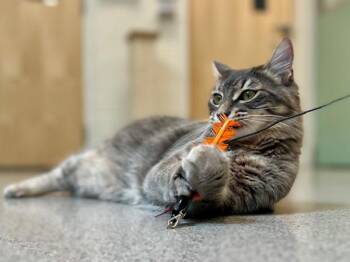 Lavender -  Domestic Medium Hair Cat for Adoption in Portland, Oregon - Lavender | PetCurious