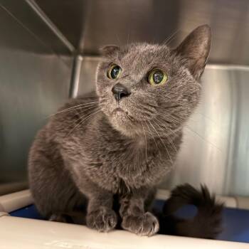 Rescue Domestic Short Hair Cats for Adoption in Marion, North Carolina - Mochi | PetCurious