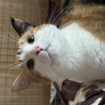 Mitzi -  Domestic Short Hair Cat for Adoption in Courtenay, British Columbia - Mitzi | PetCurious