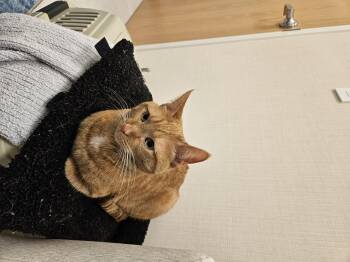 Rescue Domestic Short Hair Cats for Adoption in Phoenix, Arizona - Marigold | PetCurious