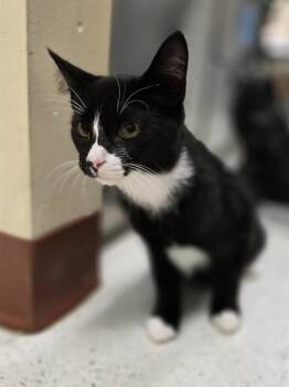 AUGUST -  Domestic Short Hair Cat for Adoption in Aliquippa, Pennsylvania - AUGUST | PetCurious