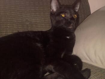 Domestic Short Hair Cats Available for Adoption in Niles, Michigan - Little Foot | PetCurious