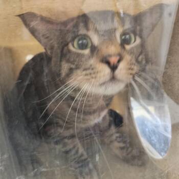 Catnip -  Domestic Short Hair Cat for Adoption in Philadelphia, Pennsylvania - Catnip | PetCurious