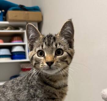 Matilda -  Domestic Short Hair Cat for Adoption in Yankton, South Dakota - Matilda | PetCurious