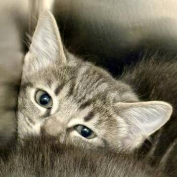 Sera -  Domestic Short Hair Cat for Adoption in Sacramento, California - Sera | PetCurious