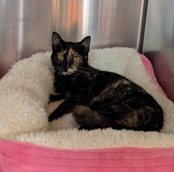 Kyra -  Domestic Short Hair Cat for Adoption in Tucson, Arizona - Kyra | PetCurious