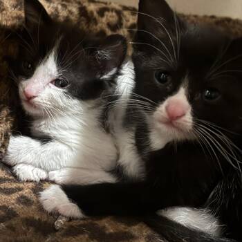 Artemis & Sputnik -  Tuxedo and Domestic Short Hair Cat Available for Adoption in UNIVERSITY PA, Maryland - Artemis & Sputnik | PetCurious