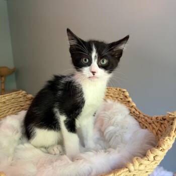 Fat Louie -  Domestic Short Hair Cat for Adoption in Bloomington, Illinois - Fat Louie | PetCurious