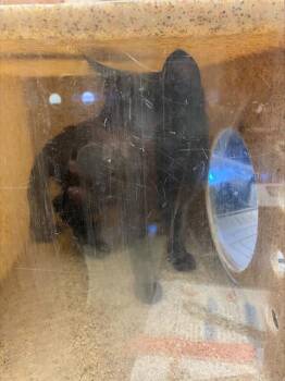 Rescue Domestic Short Hair Cats for Adoption in Stockton, California - COCO | PetCurious