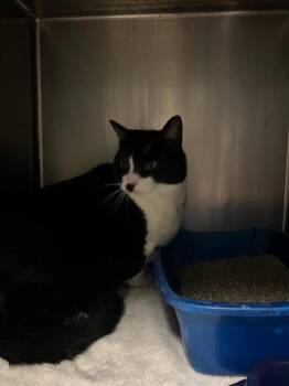 Domestic Short Hair Cats Available for Adoption - Forrest | PetCurious