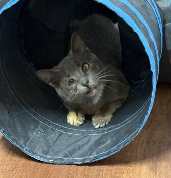 Domestic Short Hair Cats Available for Adoption in Clifton, New Jersey - Millie  | PetCurious