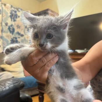 Rescue Domestic Medium Hair Cats for Adoption in Los Angeles, California - Mia | PetCurious