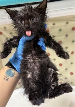 Domestic Short Hair Cats Available for Adoption - TWILIGHT | PetCurious