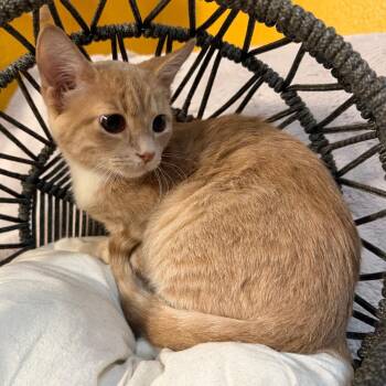 Mango -  Domestic Short Hair Cat for Adoption in Lewisville, Texas - Mango | PetCurious