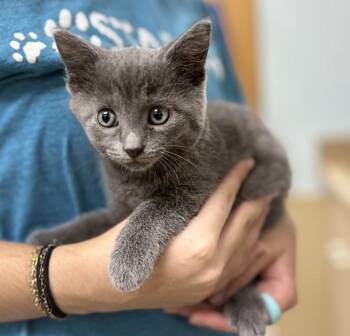 Moana -  Domestic Short Hair Cat for Adoption in Sioux City, Iowa - Moana | PetCurious