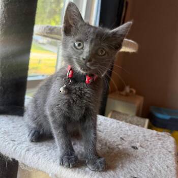 Furby -  Domestic Short Hair Cat for Adoption in Brownsboro, Alabama - Furby | PetCurious