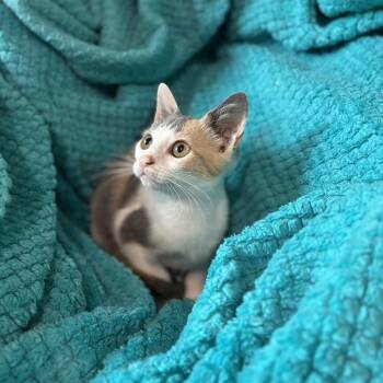 Princess -  Domestic Short Hair Cat for Adoption in Wichita, Kansas - Princess | PetCurious