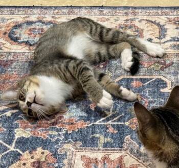 Birdie -  Domestic Short Hair Cat for Adoption in San Antonio, Texas - Birdie | PetCurious