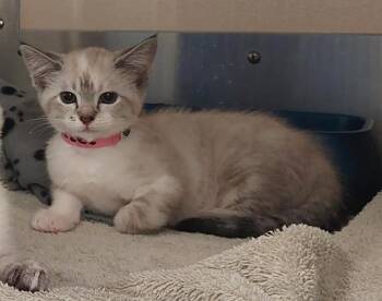 PERLA -  Domestic Short Hair Cat for Adoption in Chula Vista, California - PERLA | PetCurious