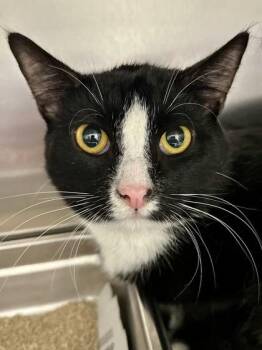 Domestic Short Hair Cats Available for Adoption in Wichita, Kansas - Pepe Le Pew | PetCurious