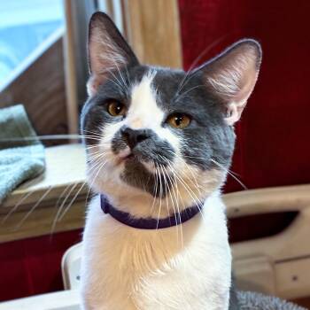 Smoky -  Domestic Short Hair Cat for Adoption in Chicago, Illinois - Smoky | PetCurious
