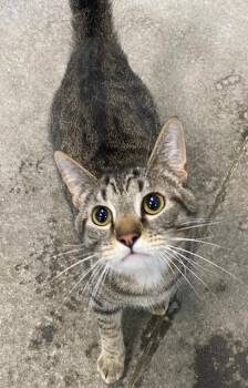 Dumplin -  Domestic Short Hair Cat for Adoption in Winchester, Kentucky - Dumplin | PetCurious