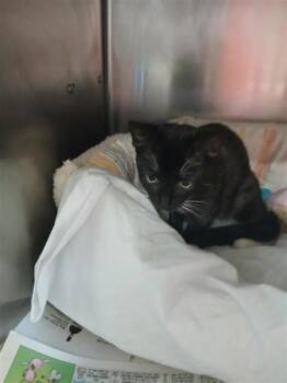 Mavis -  Domestic Short Hair Cat for Adoption in Largo, Florida - Mavis | PetCurious