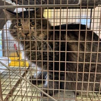 Rescue Domestic Medium Hair Cats for Adoption in Rockwall, Texas - Acorn | PetCurious