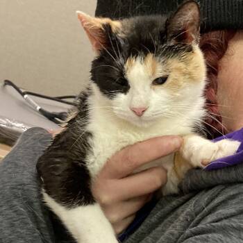 Rescue Domestic Short Hair Cats for Adoption in Grand Rapids, Minnesota - Speed | PetCurious