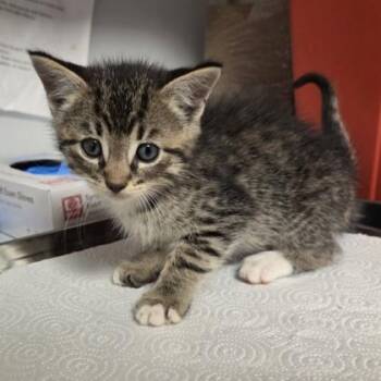 Sprigatito -  Domestic Short Hair Cat for Adoption in Fresno, California - Sprigatito | PetCurious