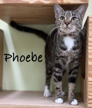 Phoebe -  Domestic Short Hair Cat for Adoption in Pawleys Island, South Carolina - Phoebe | PetCurious