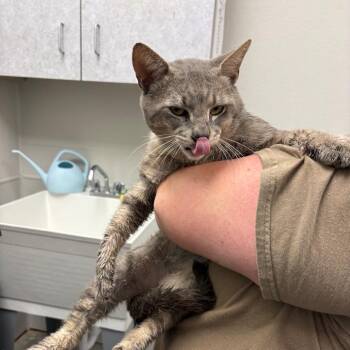Otto -  Domestic Short Hair Cat Available for Adoption in Columbiana, Alabama - Otto | PetCurious
