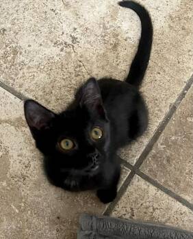 Hana 2 -  Domestic Short Hair Cat for Adoption in Tucson, Arizona - Hana 2 | PetCurious