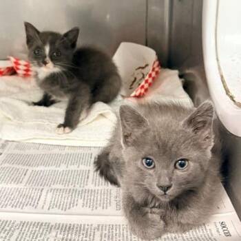 Salmon -  Domestic Short Hair Cat for Adoption in Long Beach, California - Salmon | PetCurious
