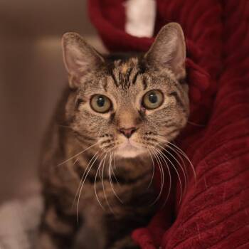 Nevada -  Domestic Short Hair Cat for Adoption in Philadelphia, Pennsylvania - Nevada | PetCurious